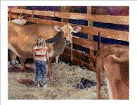Girl Sees Cow Barn